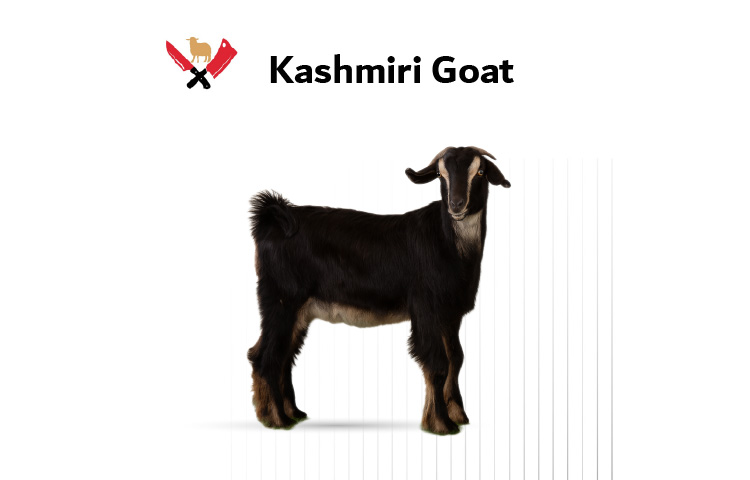 Kashmiri goat 01 01