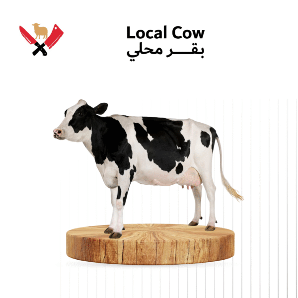 بقر محلي 04