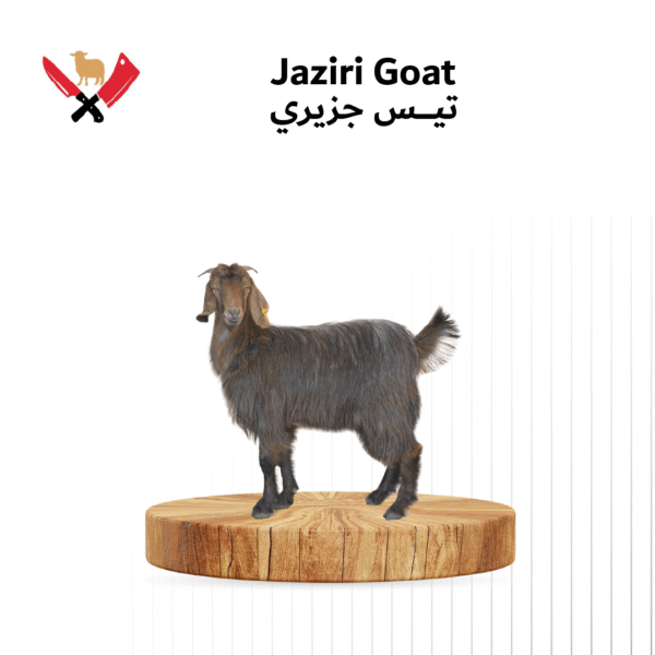 تيس جزيري 04