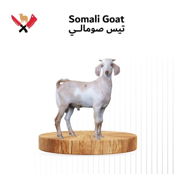 تيس صومالي 04