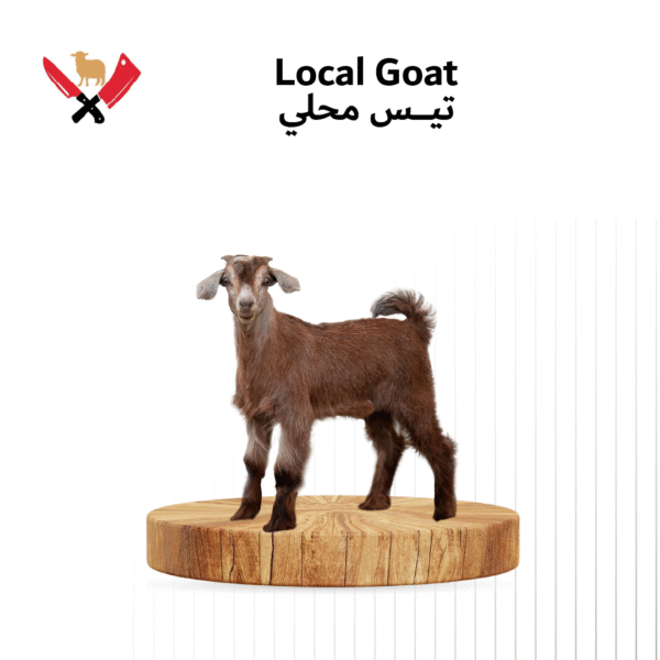 تيس محلي 04