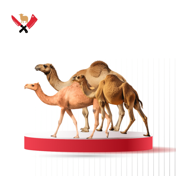 جمال ذبائح 03
