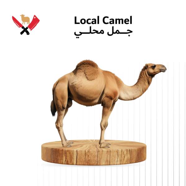 جمل محلي 04