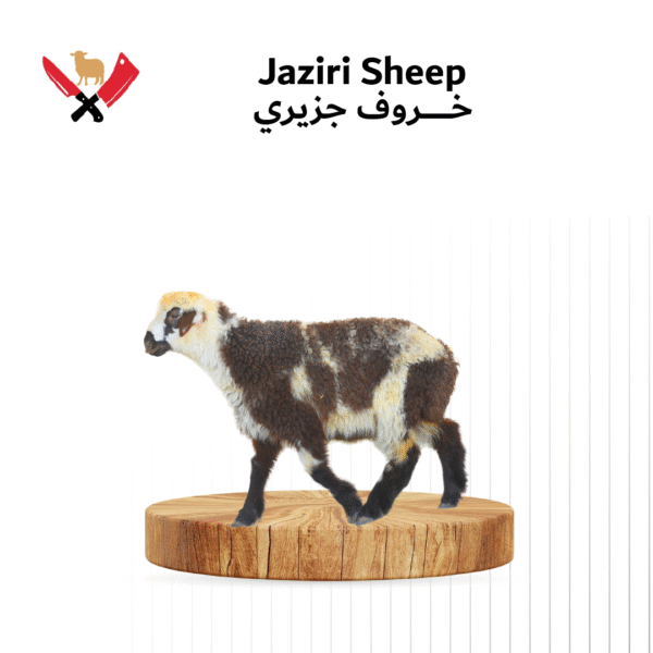 خروف جزيري 04