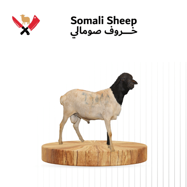 خروف صومالي 04