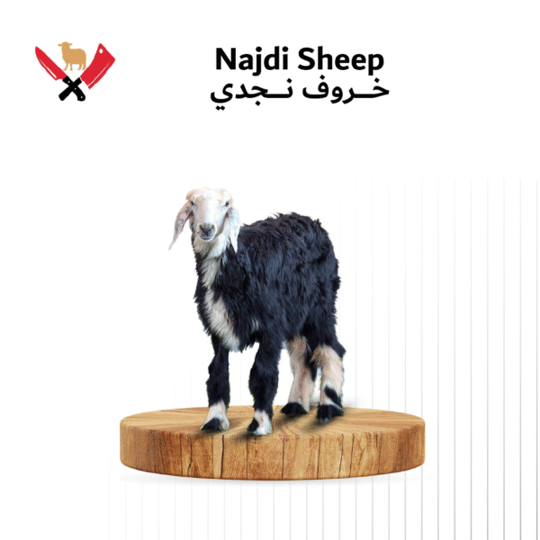 خروف نجدي 04