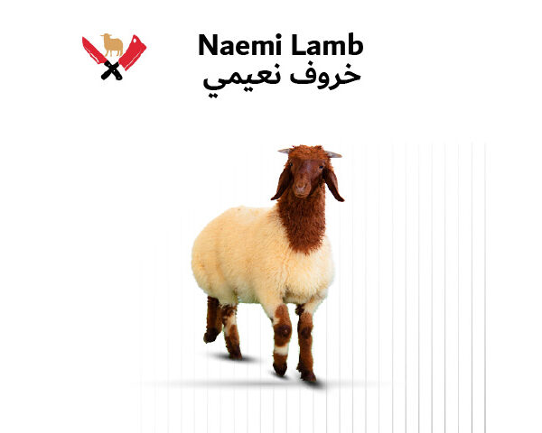 خروف نعيمي 01