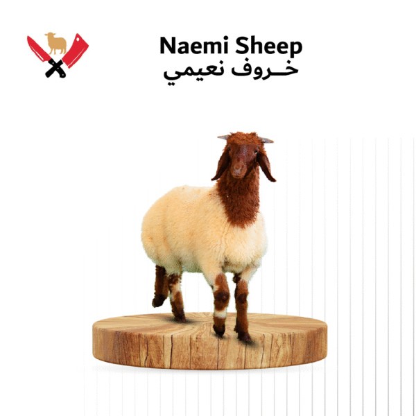 خروف نعيمي 04