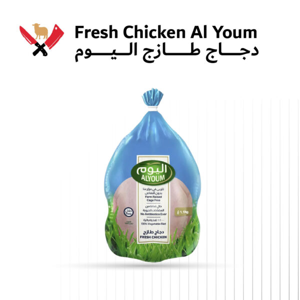 دجاج اليوم 04