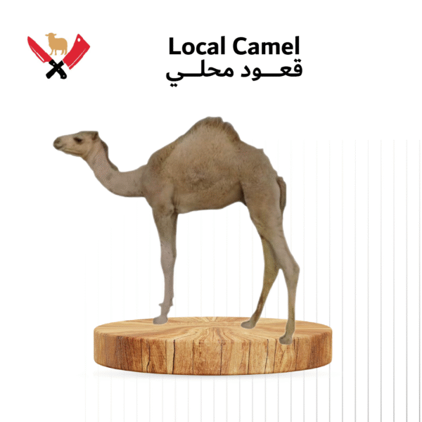 قعود محلي 04